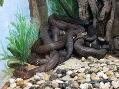 -石家庄市动物园