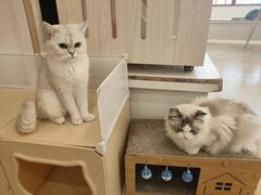 -Let's go狗咖·猫咖·奶狗·桌游(春熙路IFS店)