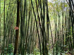 -缙云山景区