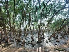 -宝安西湾红树林湿地公园