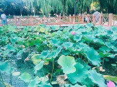 -丰台科技园生态主题公园