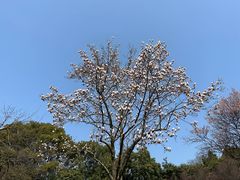 -无锡梅园公园