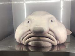 -东京塔海贼王主题公园