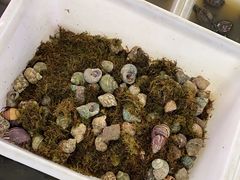 -中环花鸟鱼虫市场