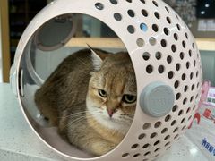 -艾贝尔宠物医院·24H转诊中心·肿瘤猫专科(江宁双龙店)
