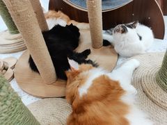 -喵园·猫主题咖啡厅·撸猫·猫咖(国贸店)