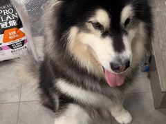 -帕帕拉兹宠物(亚洲旗舰店)