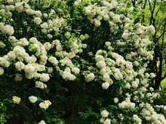 -上海共青森林公园