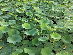 -羊亭河湿地公园