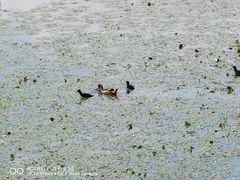 -昆山城市生态森林公园