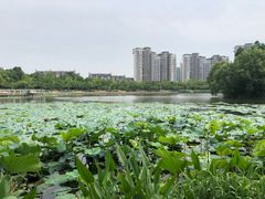 -新江湾城公园