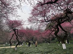 -杭州植物园