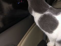 -lincat·猫舍(广州店)