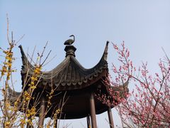 -香雪海