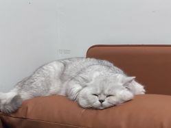-HEYAN荷妍专业脱毛连锁机构