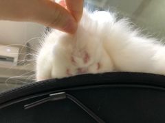 -猫亿天猫咖