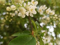 -黑龙江省森林植物园