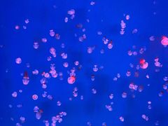 -芜湖新华联大白鲸海洋公园