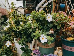 -桂林市花鸟市场