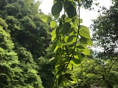 -祁门牯牛降观音堂风景区