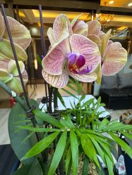 -showcase·形象沙龙