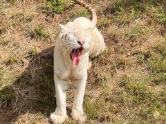 -西霞口神雕山野生动物世界