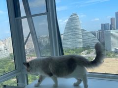 -爱洗澡的猫(望京店)