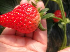 -胜丰草莓采摘园