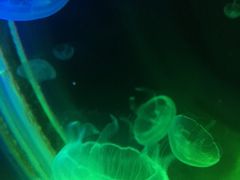 -暹罗海洋世界
