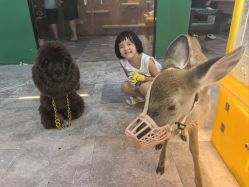 -神奇动物撸宠馆·羊驼·小浣熊·异宠(豫园店)