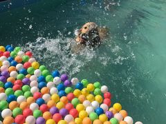 -趣玩宠物乐园寄养训犬训狗游泳池
