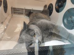 -老吴的猫·猫舍(新区店)