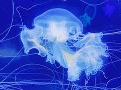 -珠海长隆海洋王国