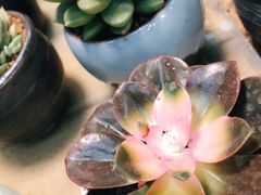 -双季花艺园艺市场(浦东店)