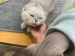 -李小姐の猫咖啡馆(五角场店)