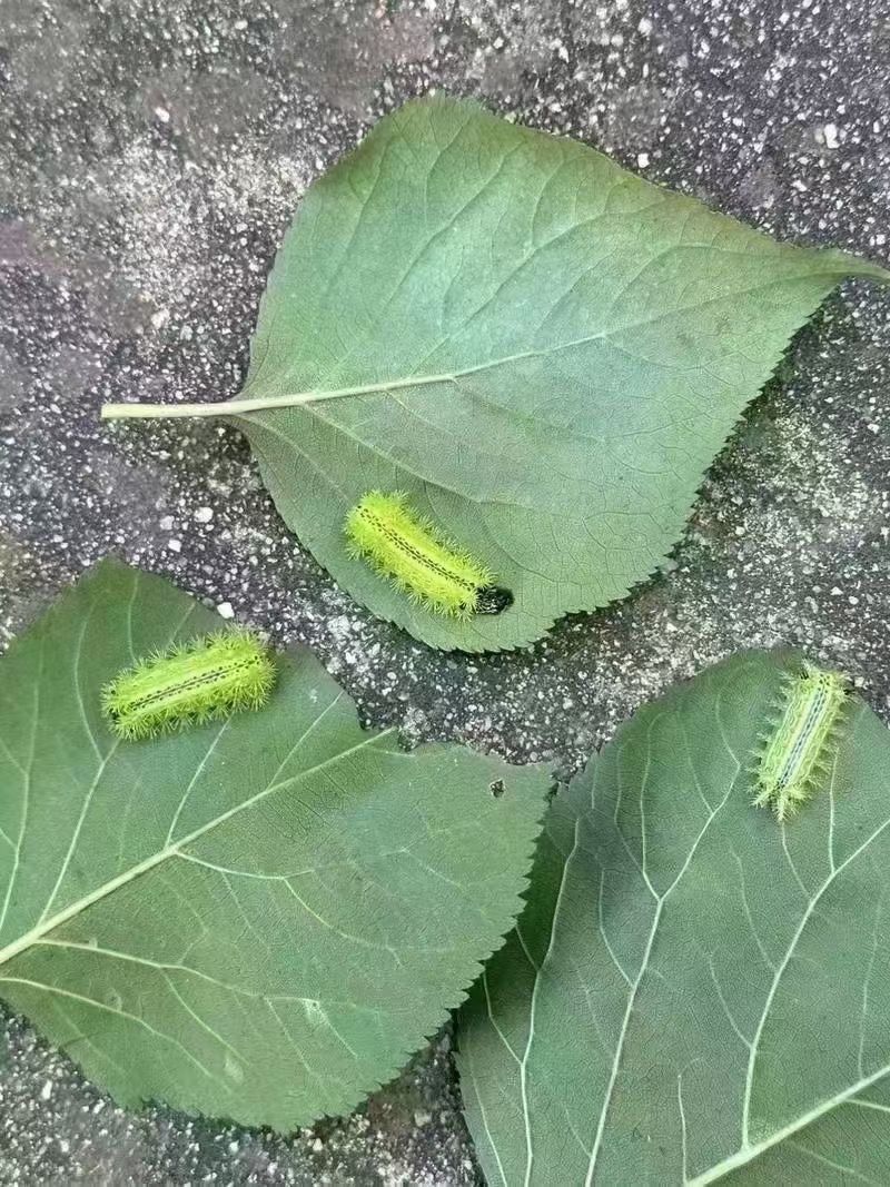 969696洋辣子"毒性及活动周期
近期多发狗狗遛弯过程中突发性