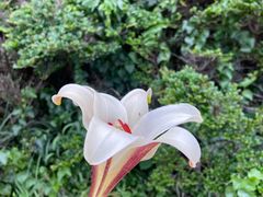 -哥老官重庆美蛙鱼头(宝山龙湖店)