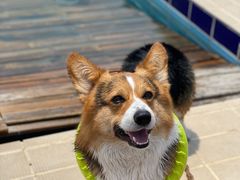 -趣玩宠物乐园寄养训犬训狗游泳池