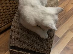 -翊宠yipet猫狗购宠庄园犬舍•猫舍