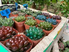 -桂林市花鸟市场