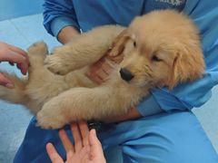 -顺强宠物诊所·狂犬免疫·夜诊·骨科(嘉定店)