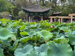 -莲湖公园