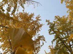 -大兴滨河森林公园