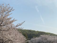 -武汉大学-樱园
