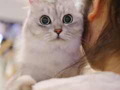 -momokira米努特·德文卷毛猫·棉花面纱犬
