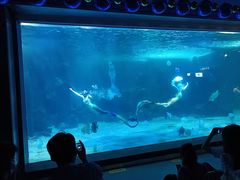 -石家庄海洋公园