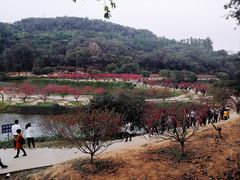 -南国桃园旅游度假区