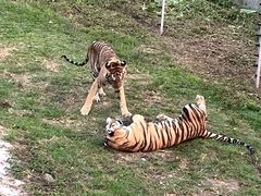 -深圳野生动物园