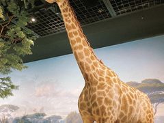 -陕西自然博物馆