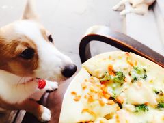 -百好乐宠物友好餐厅(朝外大街店)